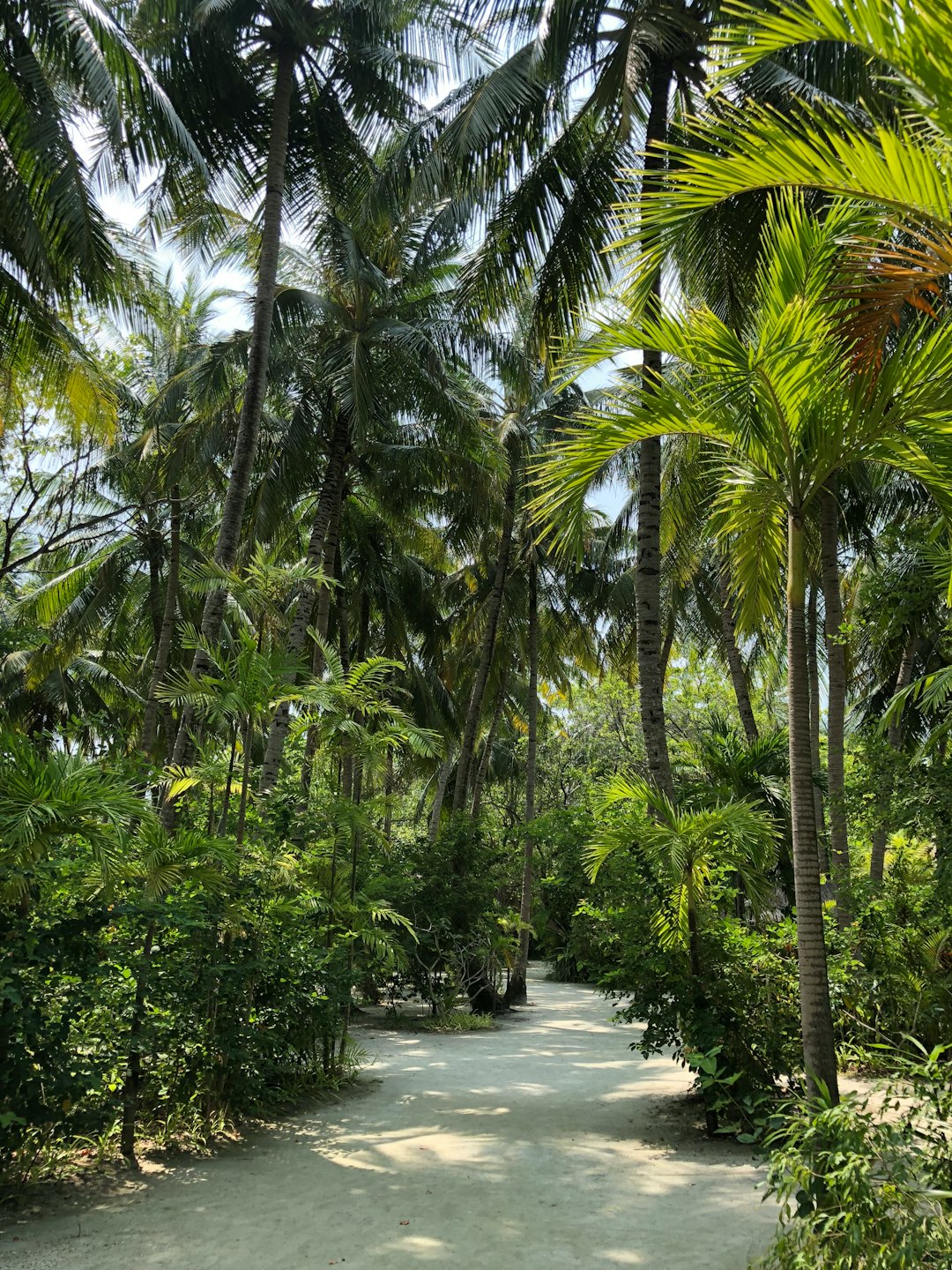 Un sendero arenoso serpentea a través de una densa jungla tropical.